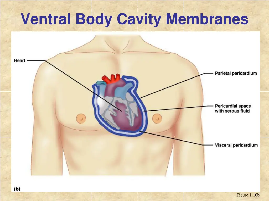 ventral body cavity membranes 2