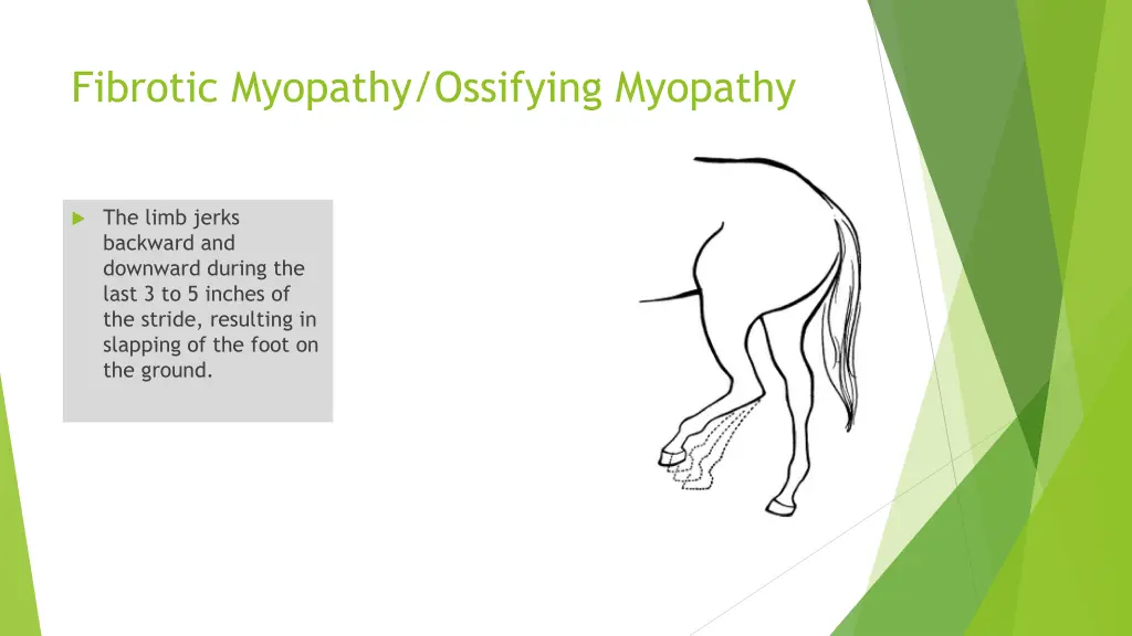 fibrotic myopathy ossifying myopathy
