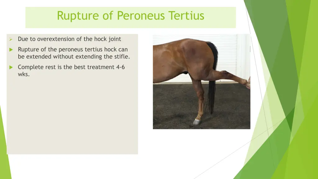 rupture of peroneus tertius