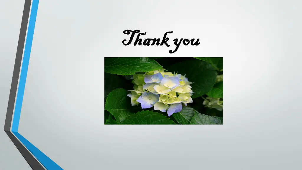 thank you thank you
