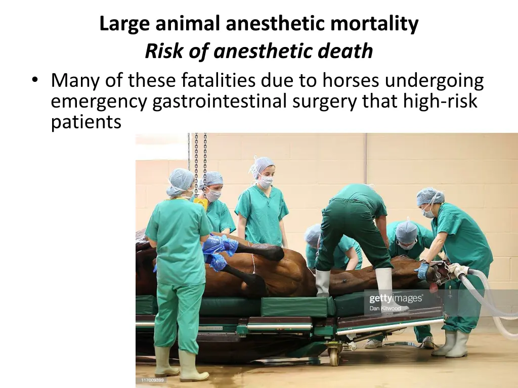 large animal anesthetic mortality risk