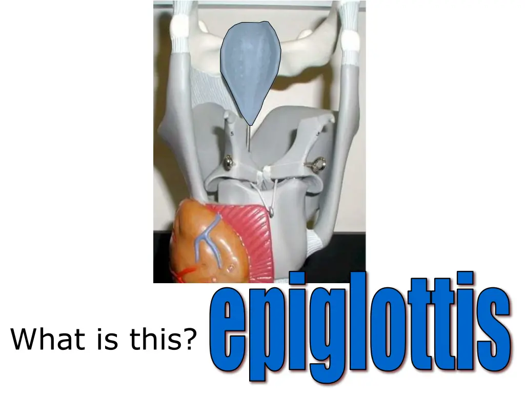 epiglottis