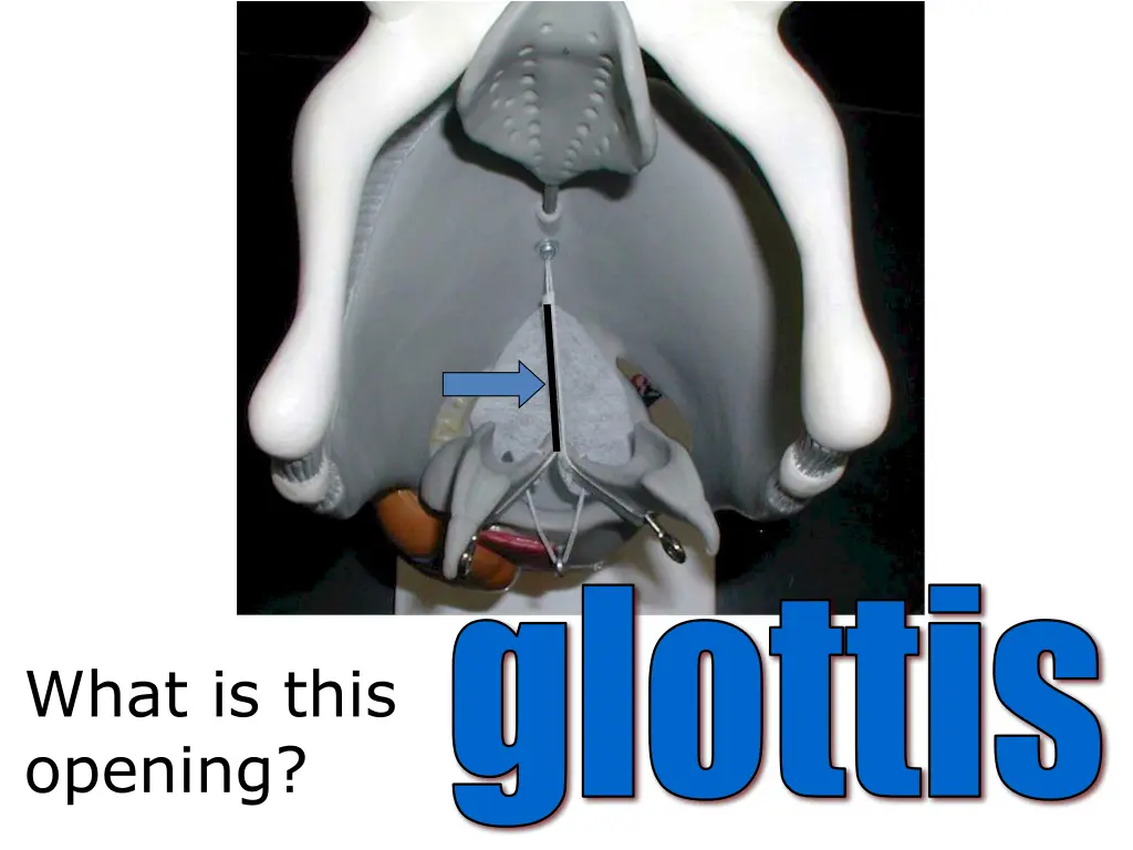 glottis