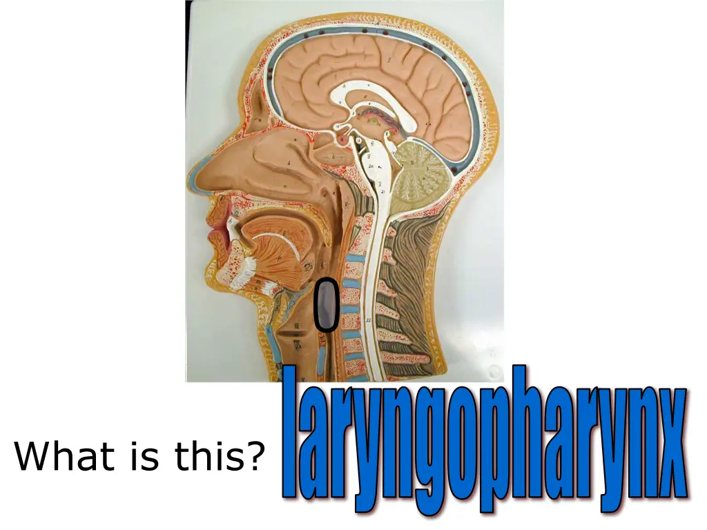 laryngopharynx