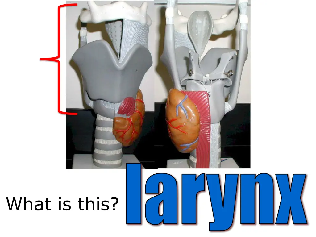 larynx
