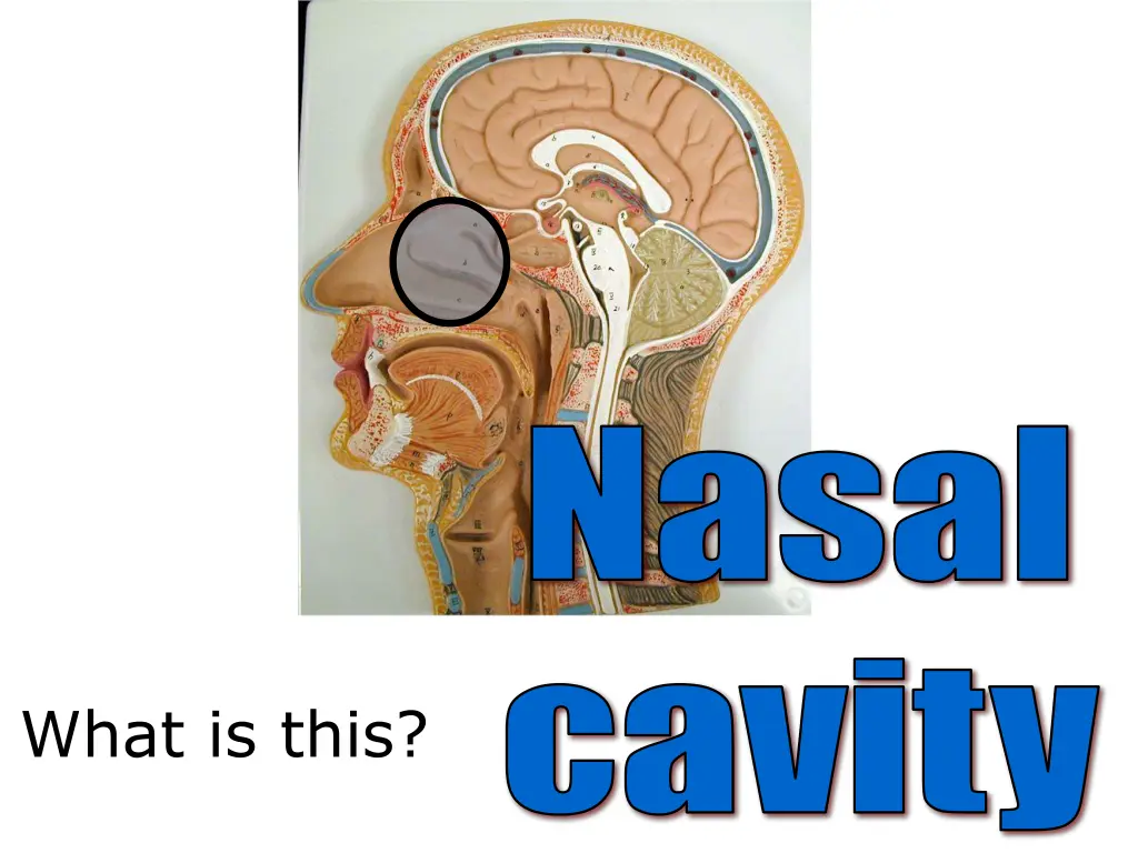 nasal
