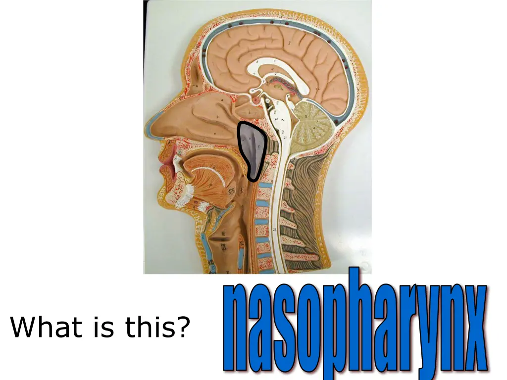nasopharynx