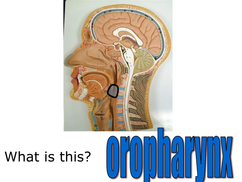 oropharynx