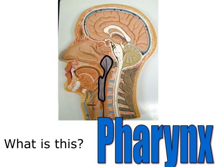 pharynx