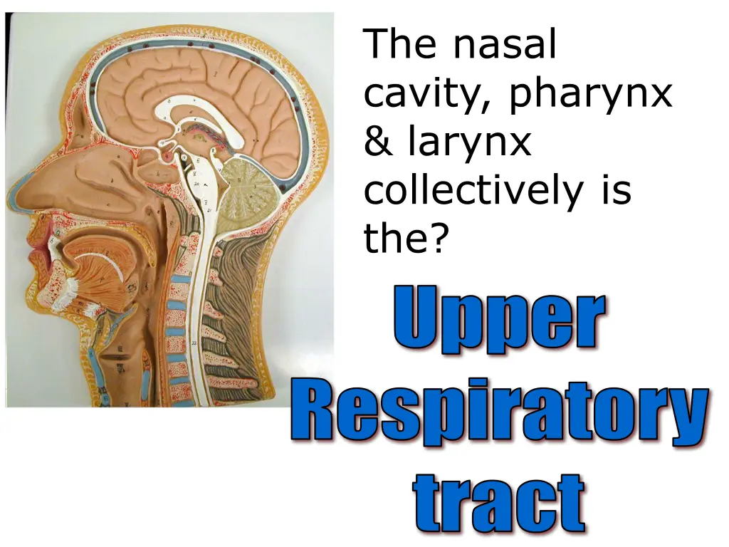 the nasal cavity pharynx larynx collectively