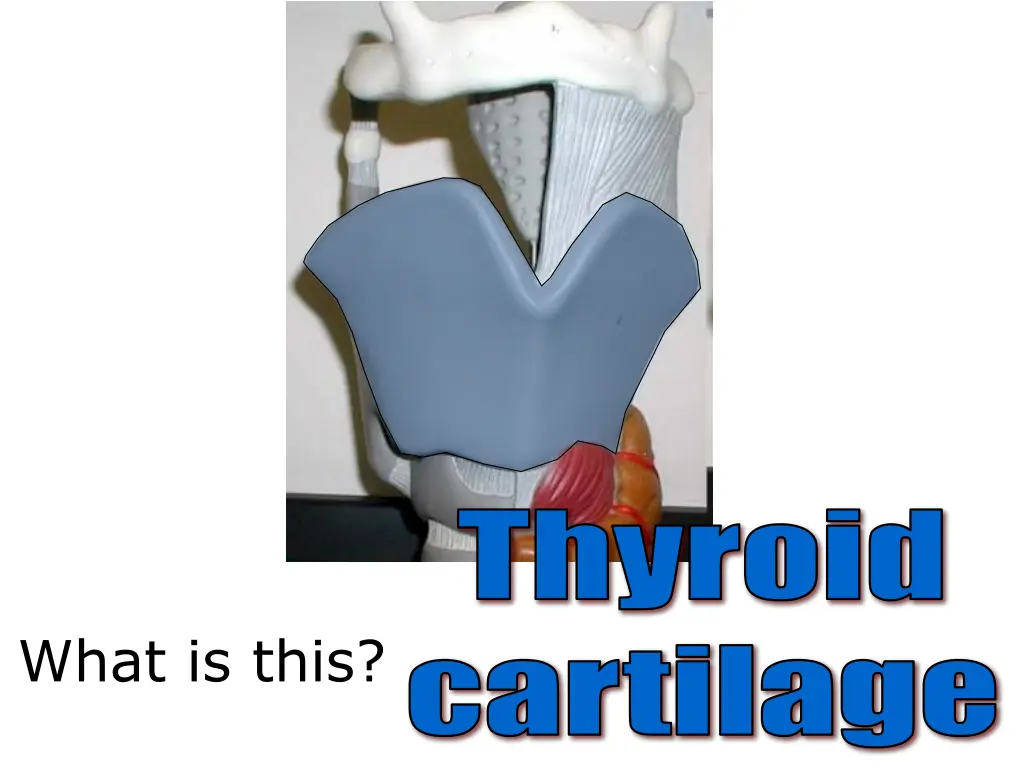 thyroid cartilage