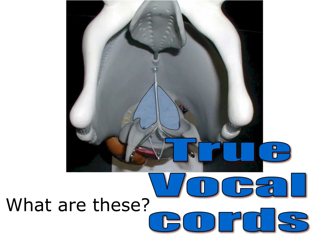 true vocal