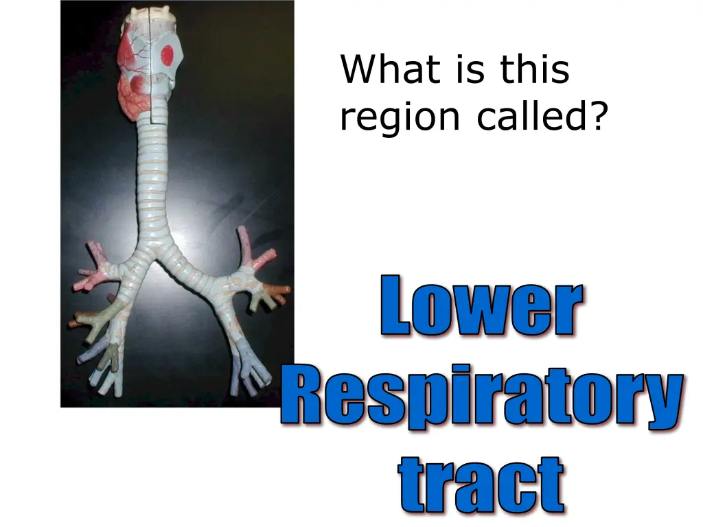 what is this region called