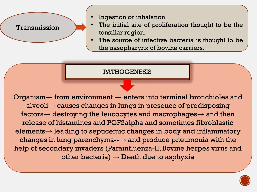 ingestion or inhalation the initial site
