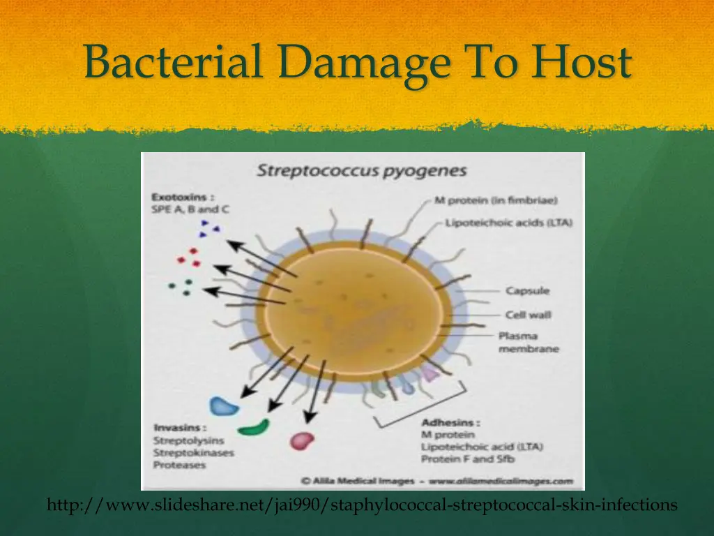 bacterial damage to host 3
