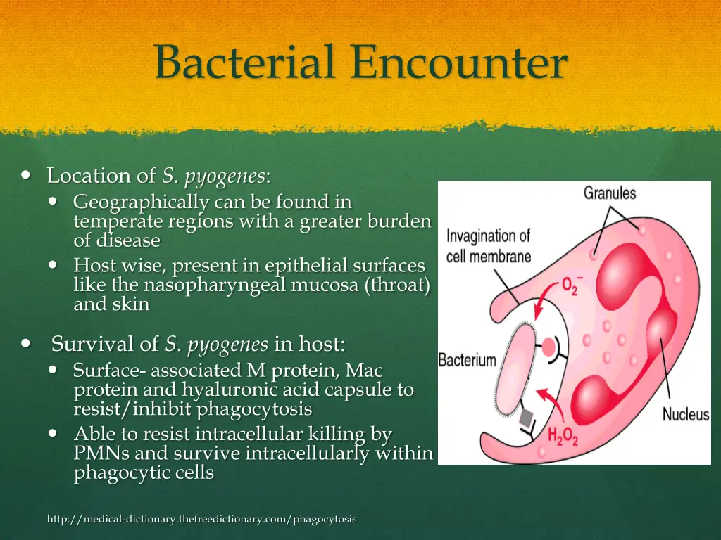 bacterial encounter 2