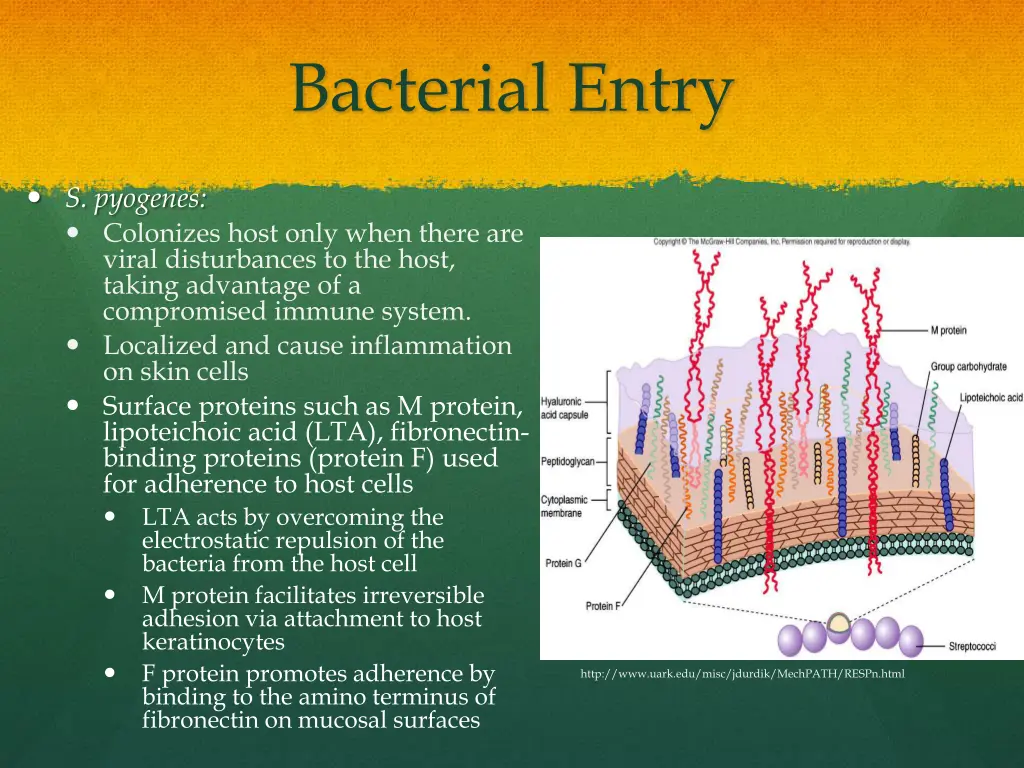 bacterial entry 1