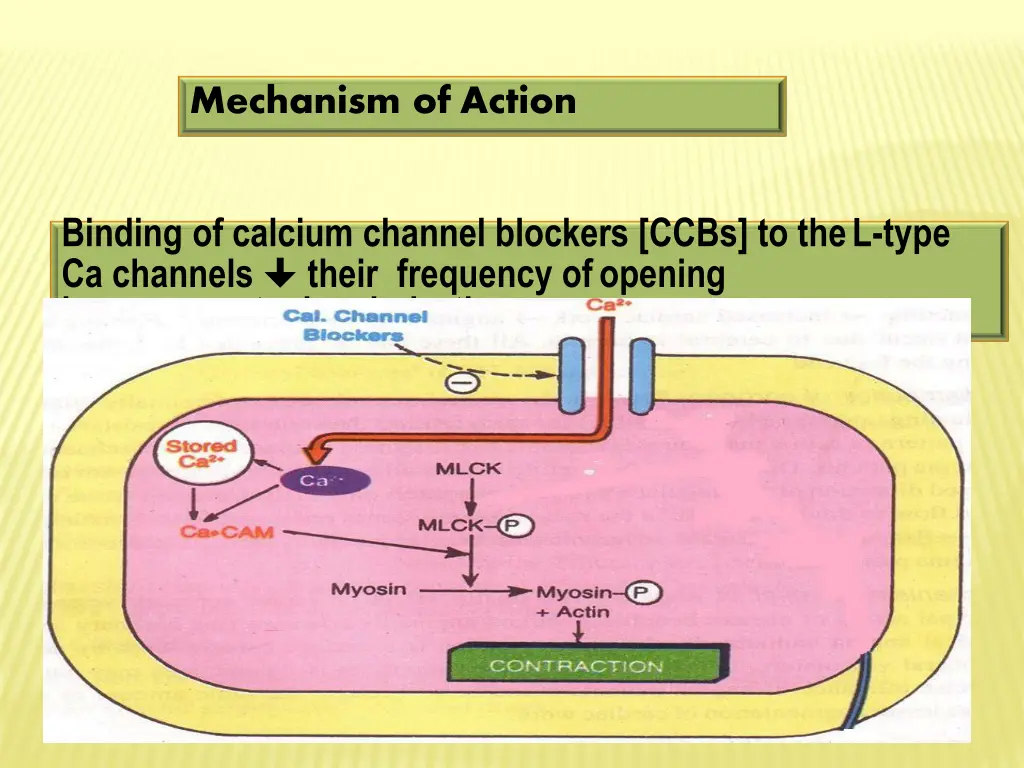 mechanism of action