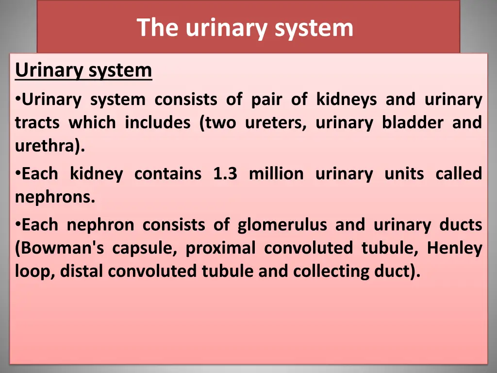the urinary system