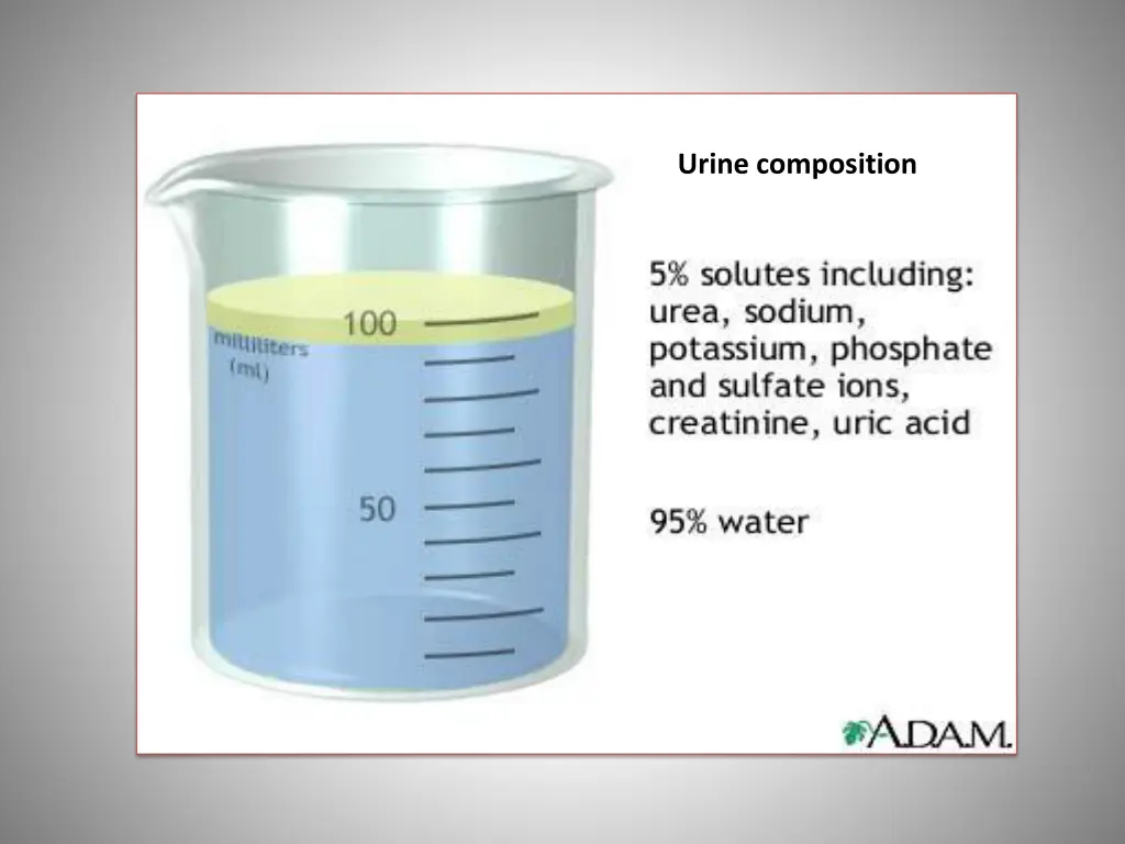 urine composition