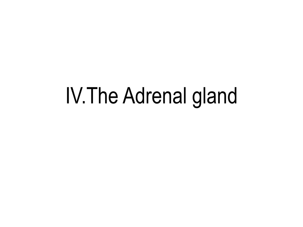 iv theadrenal gland