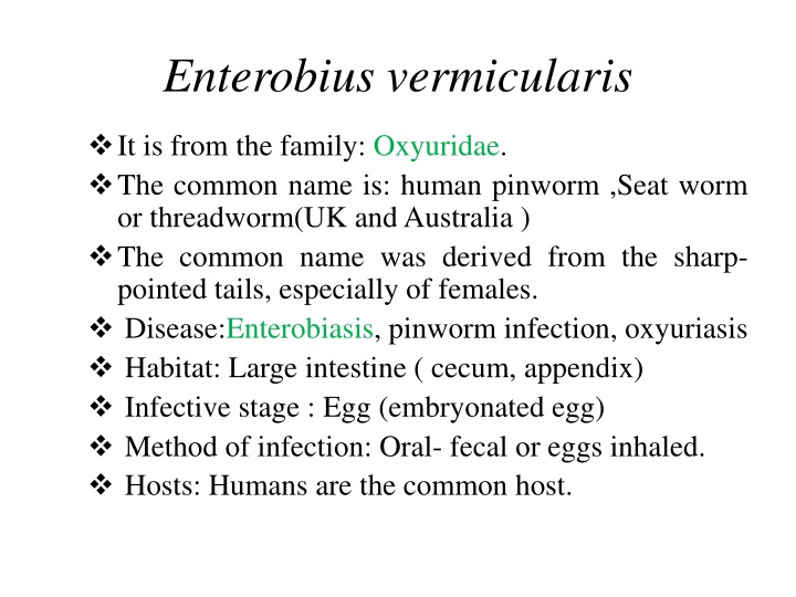 enterobius vermicularis