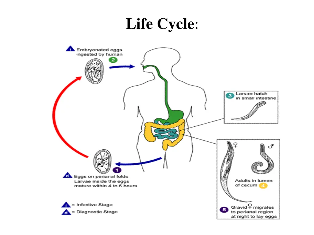 life cycle