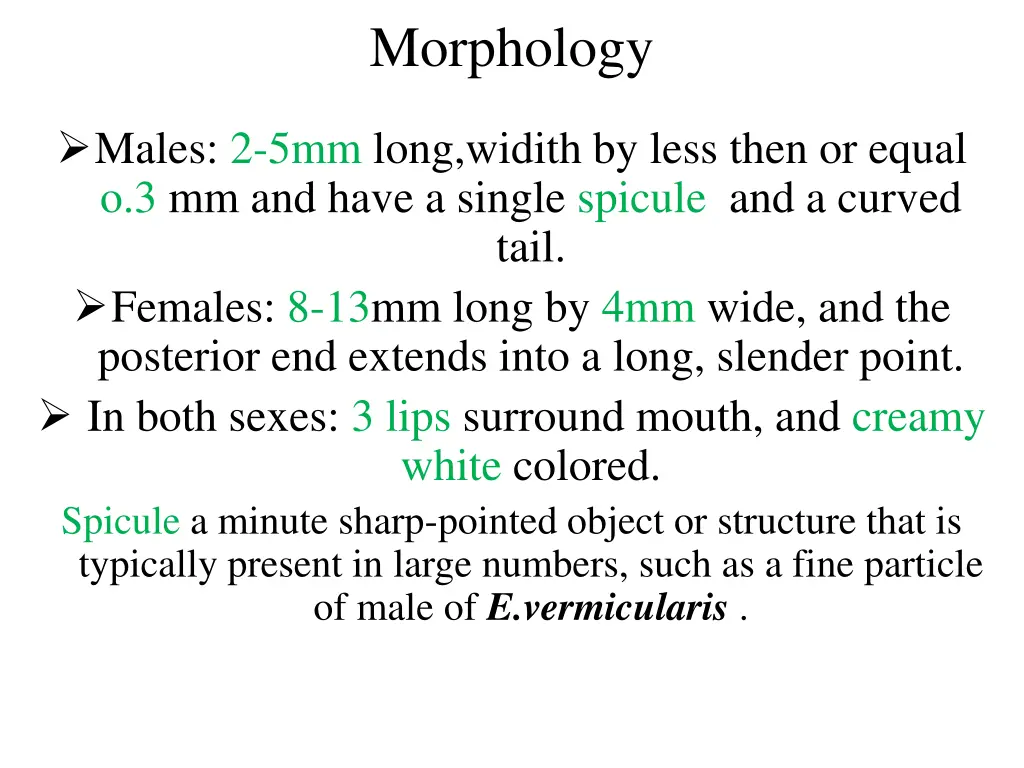 morphology