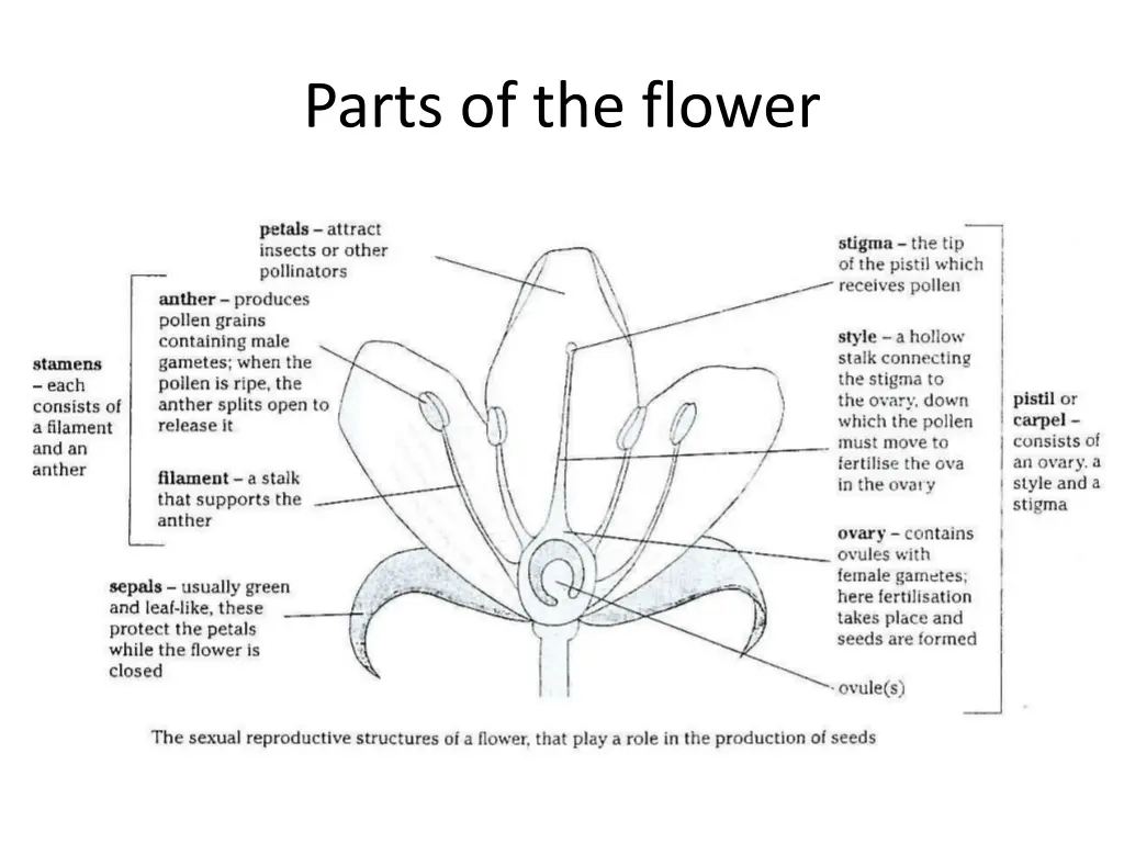 parts of the flower