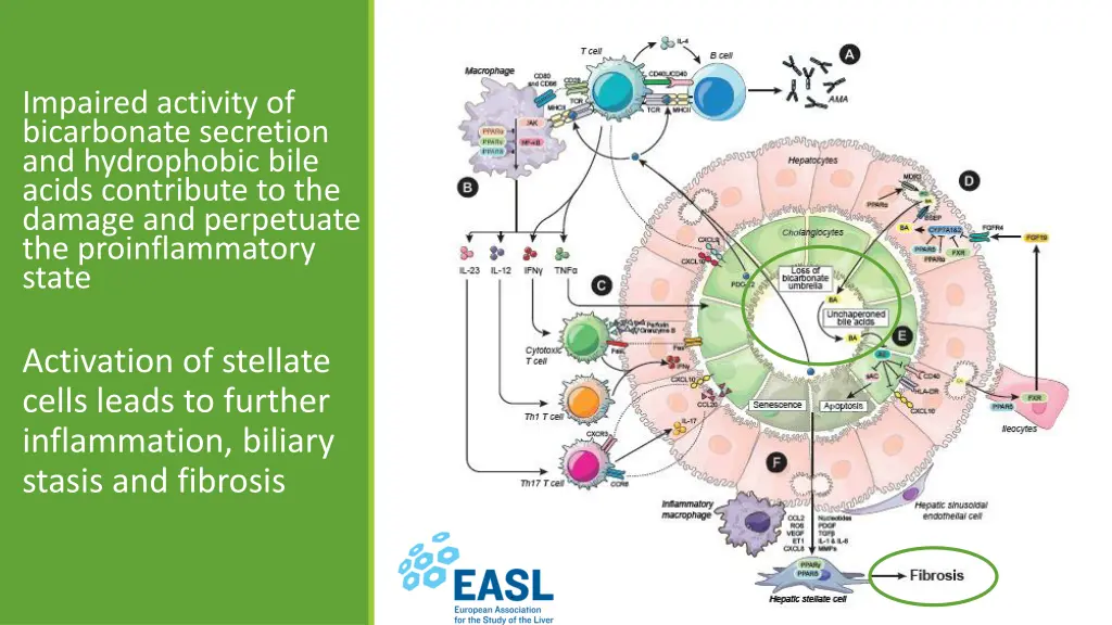 impaired activity of bicarbonate secretion
