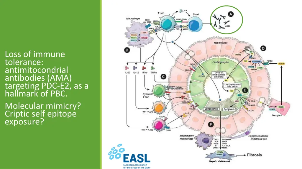 loss of immune tolerance antimitocondrial