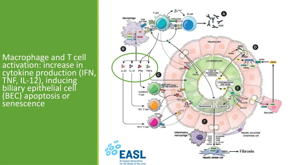 macrophage and t cell activation increase