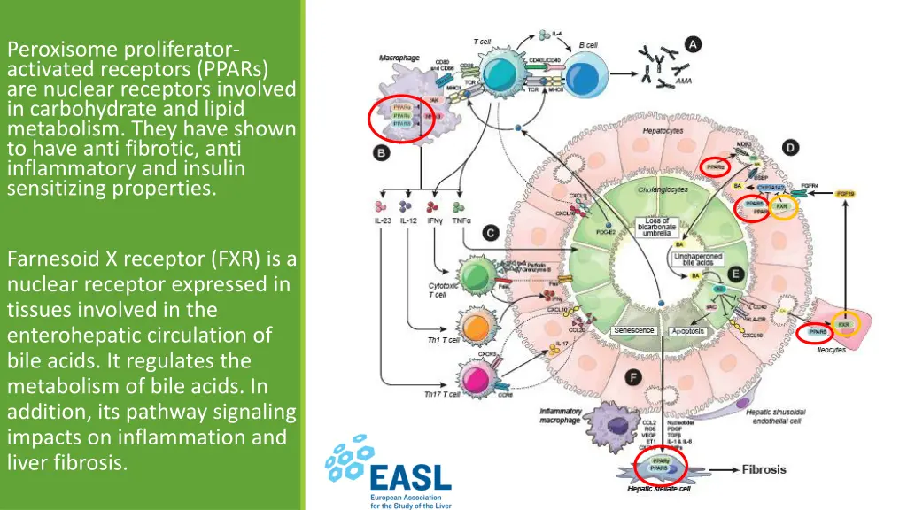 peroxisome proliferator activated receptors ppars