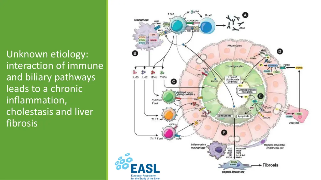 unknown etiology interaction of immune