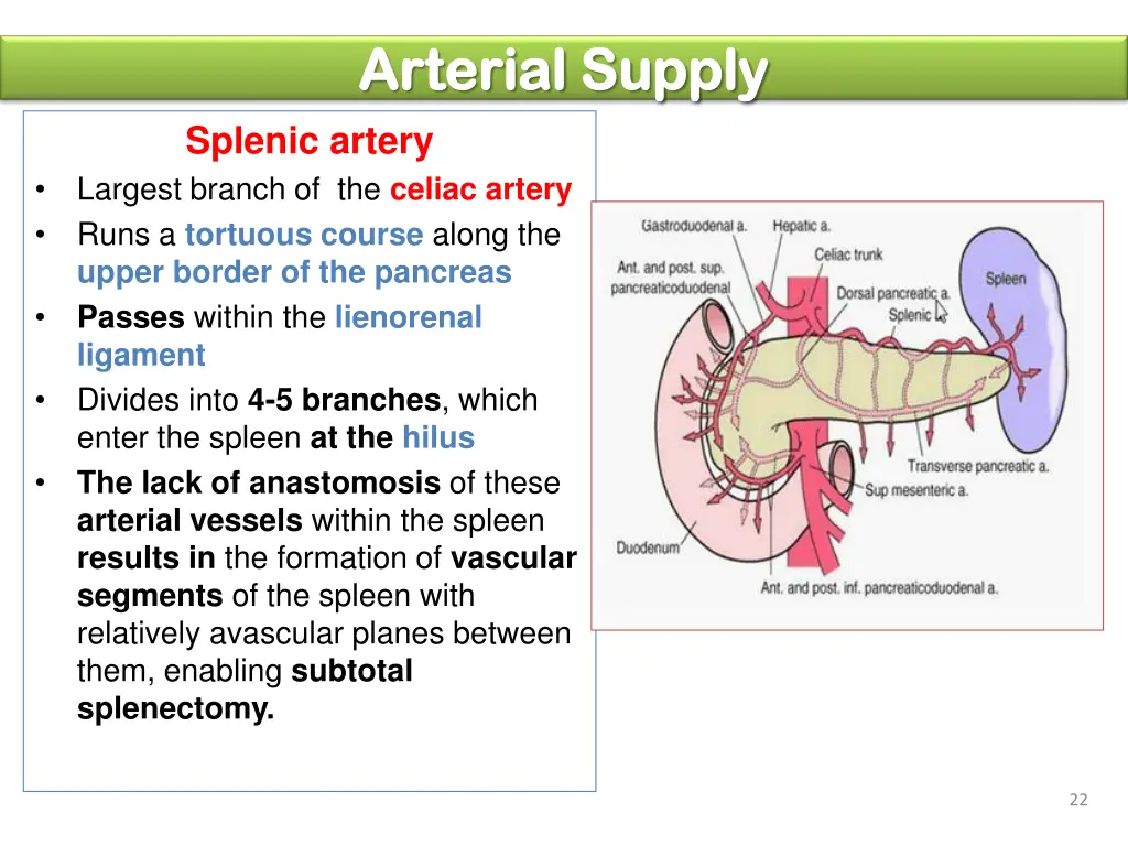 arterial supply arterial supply splenic artery