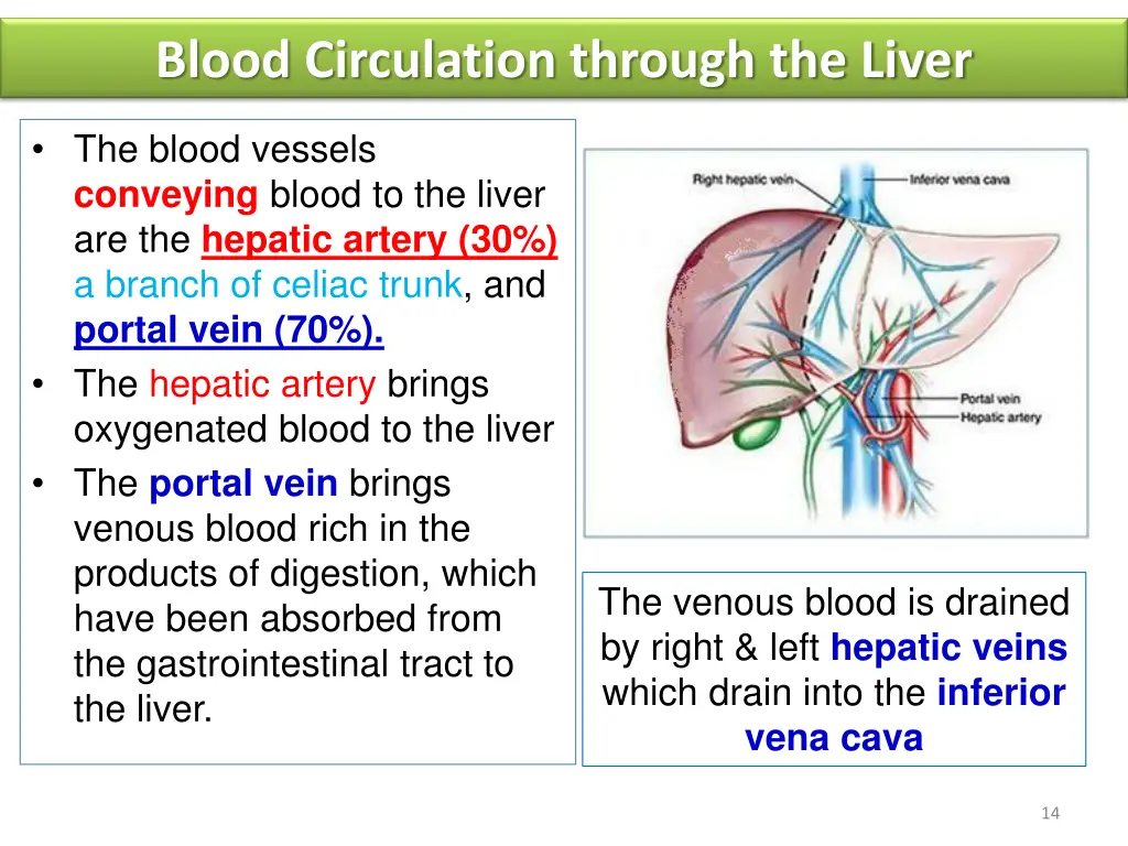 blood circulation through the liver