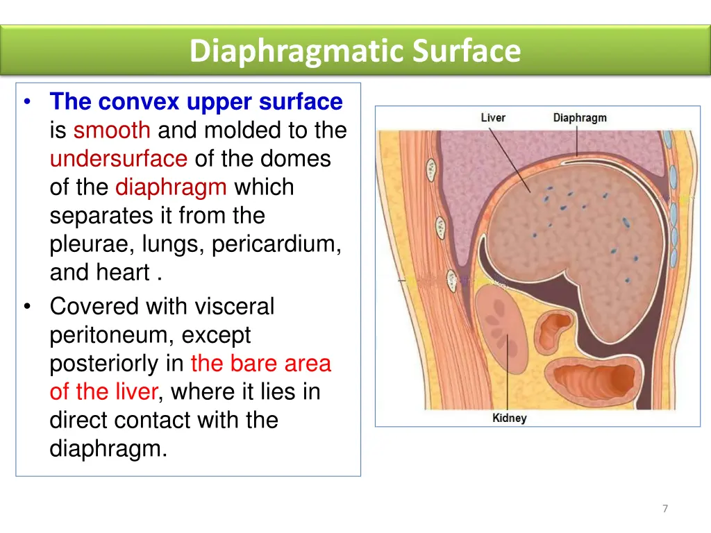 diaphragmatic surface