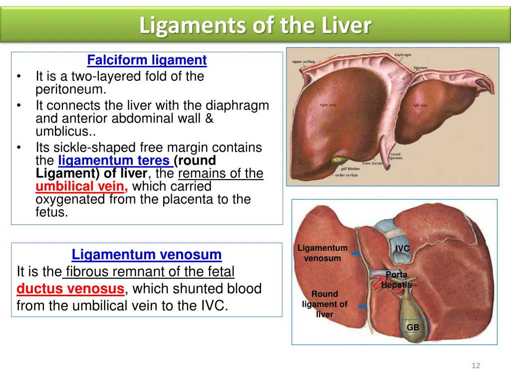 ligaments of the liver