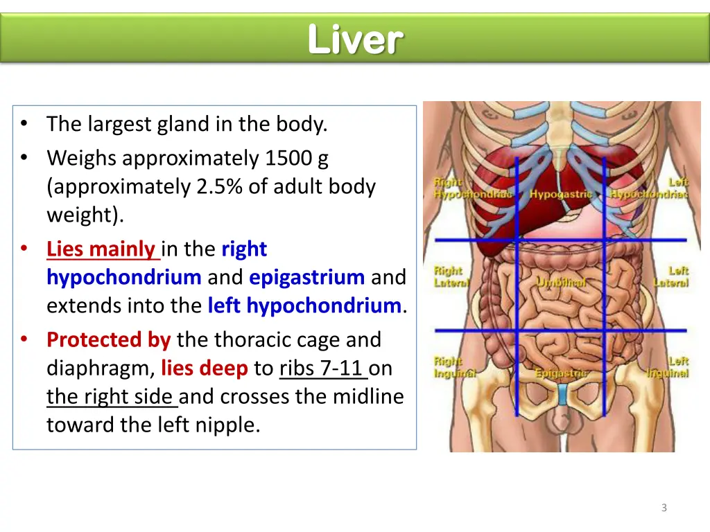 liver liver