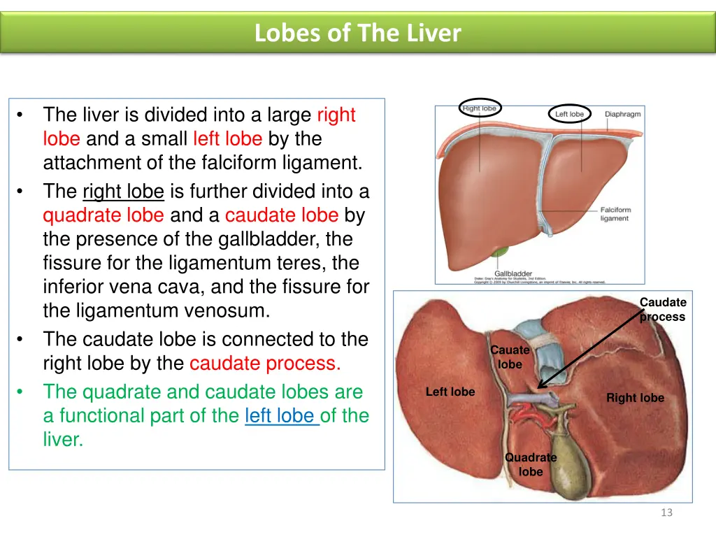 lobes of the liver