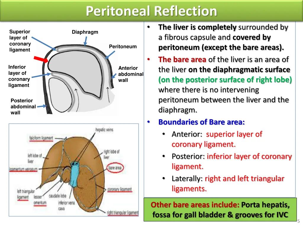 peritoneal reflection