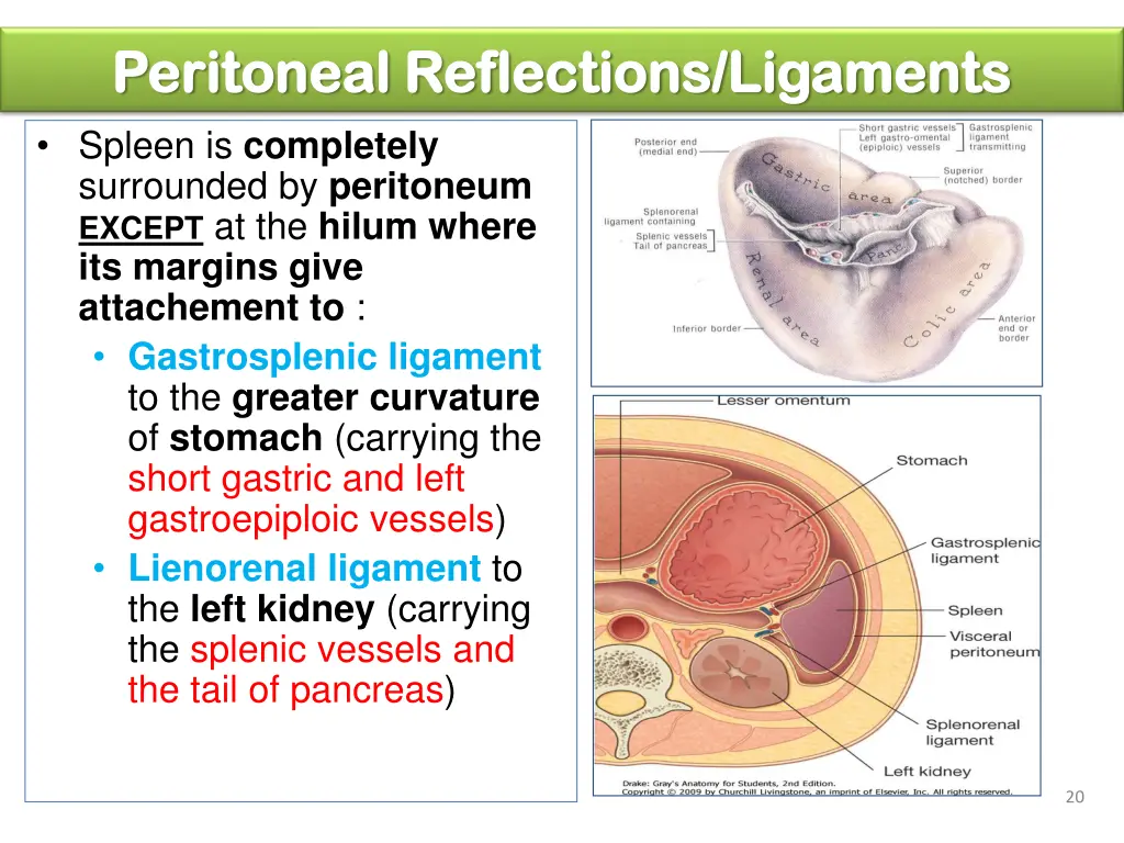 peritoneal reflections ligaments peritoneal