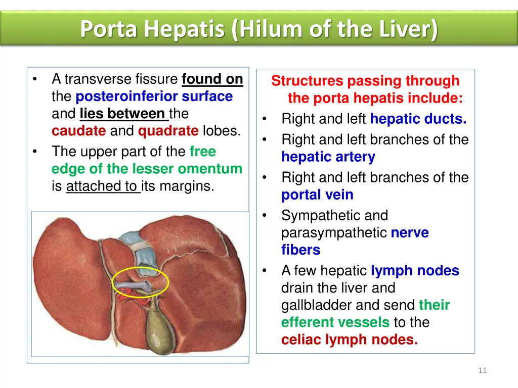 porta hepatis hilum of the liver