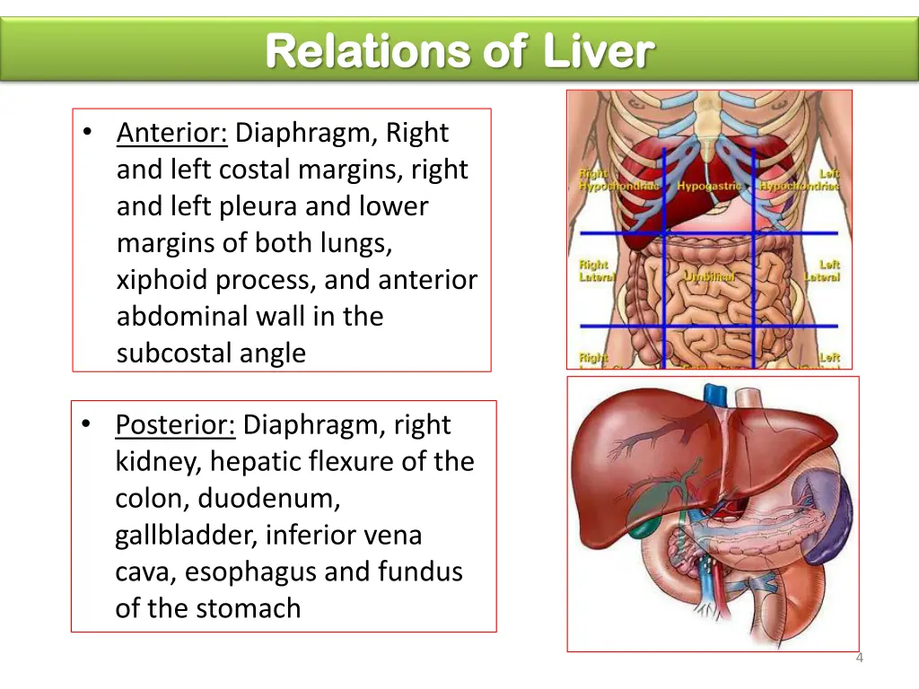 relations of liver relations of liver