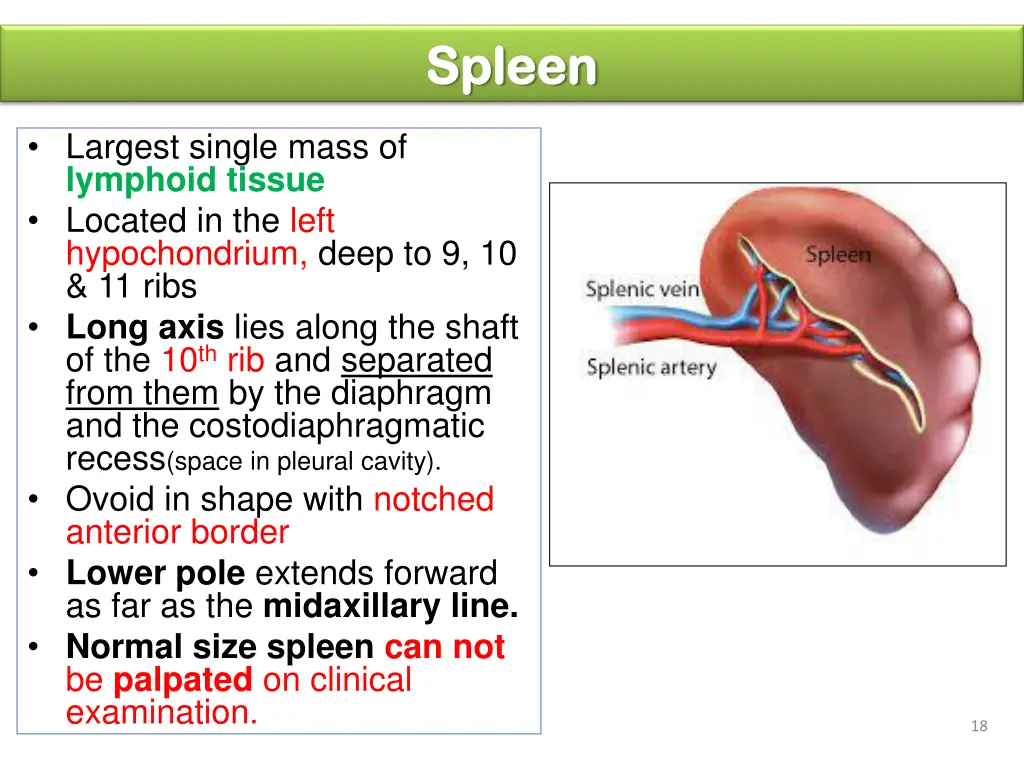 spleen spleen