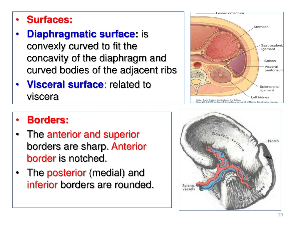 surfaces diaphragmatic surface is convexly curved
