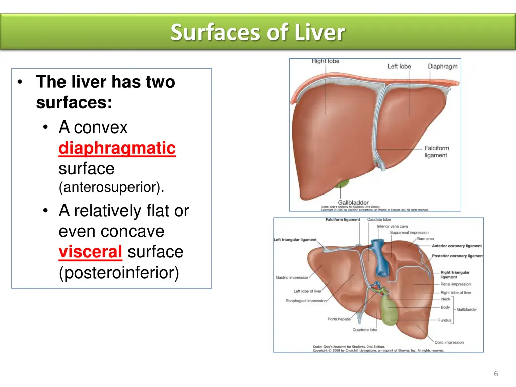 surfaces of liver