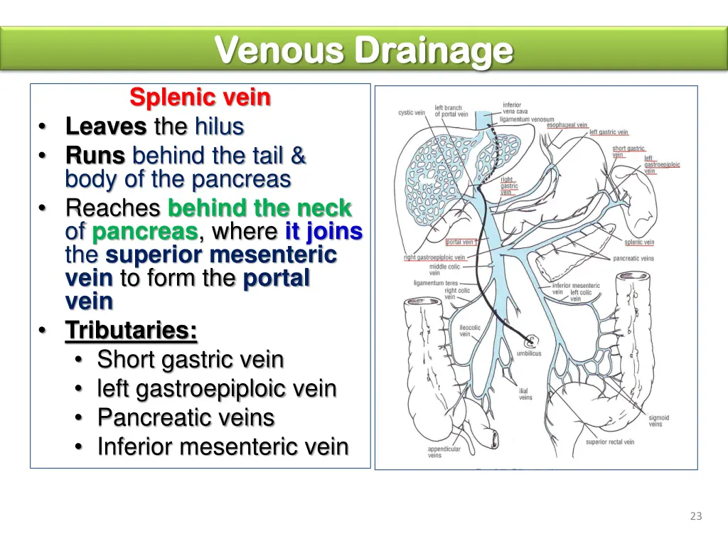 venous drainage venous drainage splenic vein