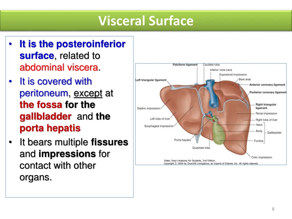 visceral surface