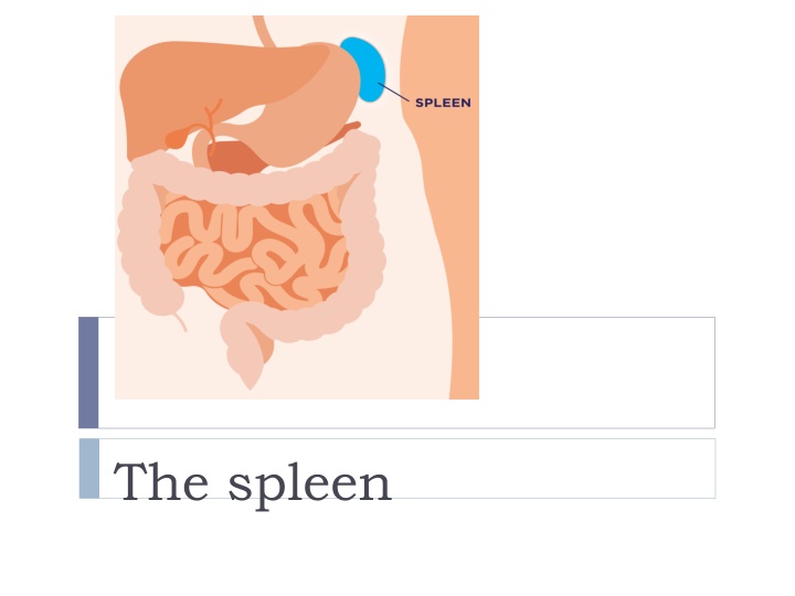 the spleen